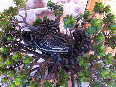 Carpet Python on plant