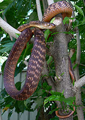 Brown Tree snake