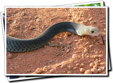 Lesser Black Whip Snake